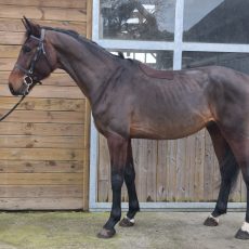 pension depot vente cheval